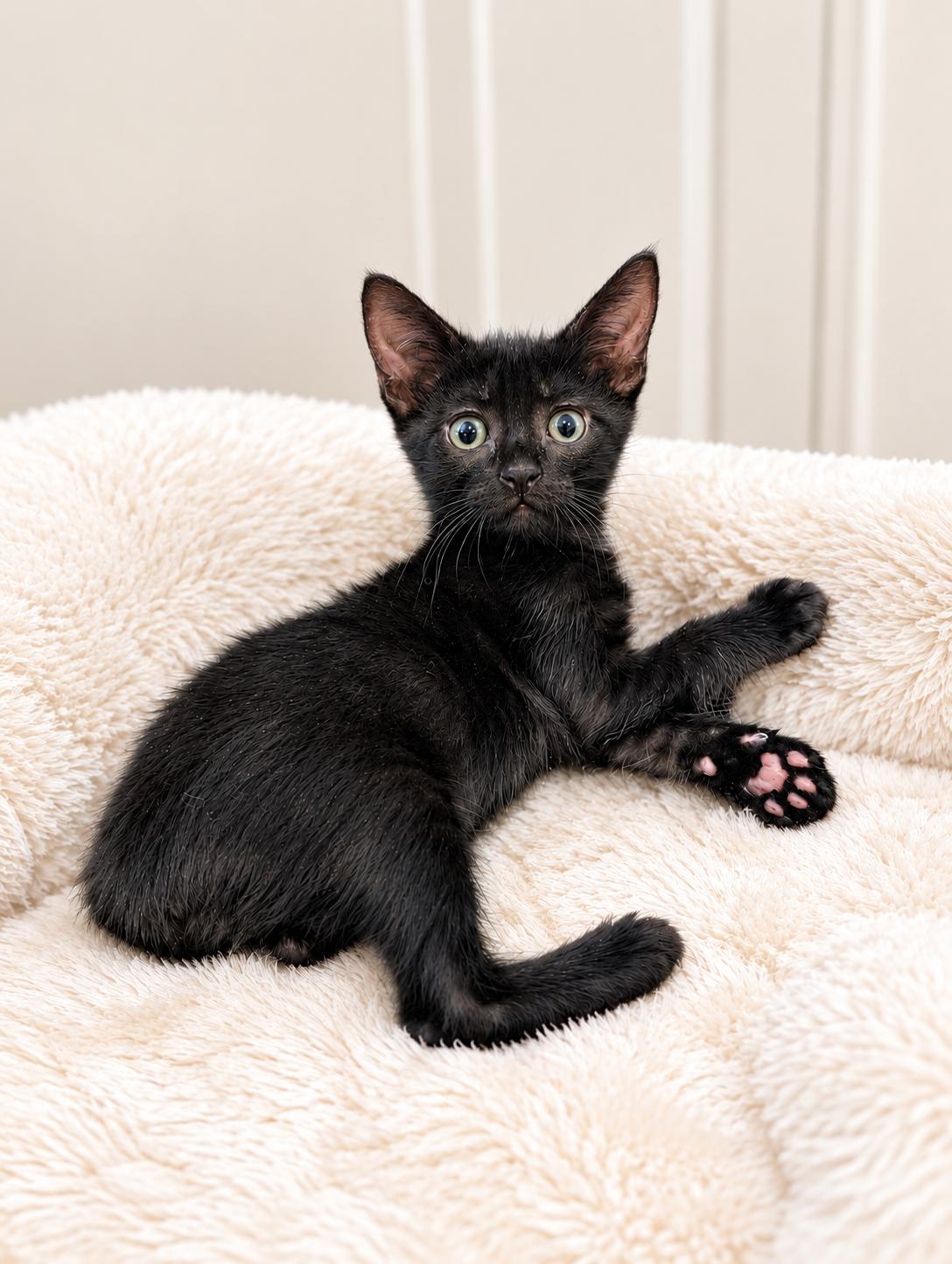 Enlarge Bluebell, a Adopted Domestic Short Hair in Los Angeles, CA image 4/5