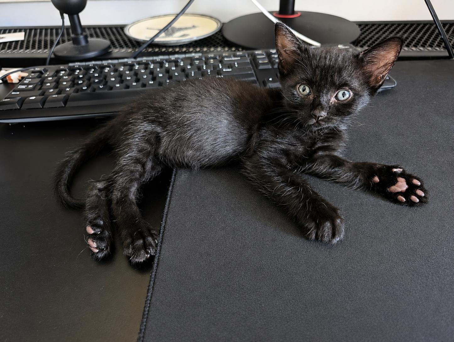 Bluebell, Adopted, Kitten Male Domestic Short Hair.