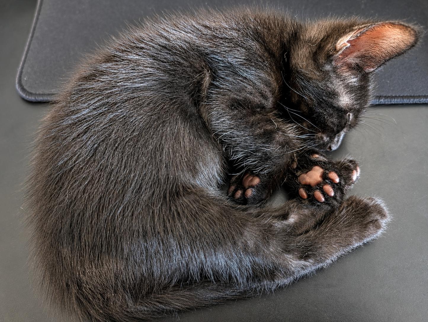 Enlarge Bluebell, a Adopted Domestic Short Hair in Los Angeles, CA image 3/5