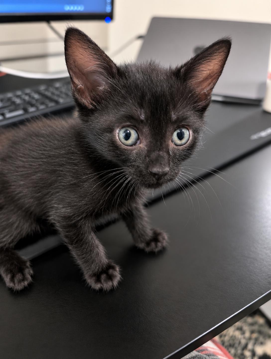 Enlarge Bluebell, a Adopted Domestic Short Hair in Los Angeles, CA image 2/5