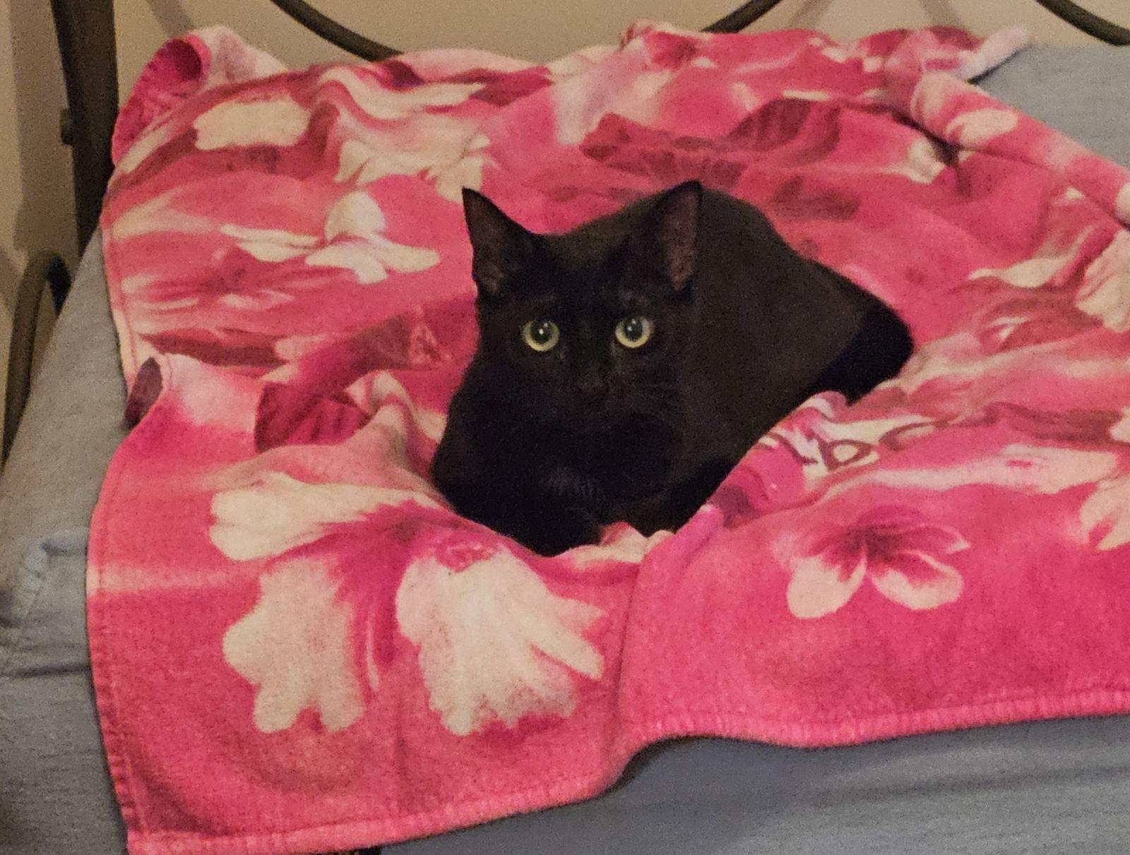 HONEY, Adoptable, Young Female Domestic Short Hair.