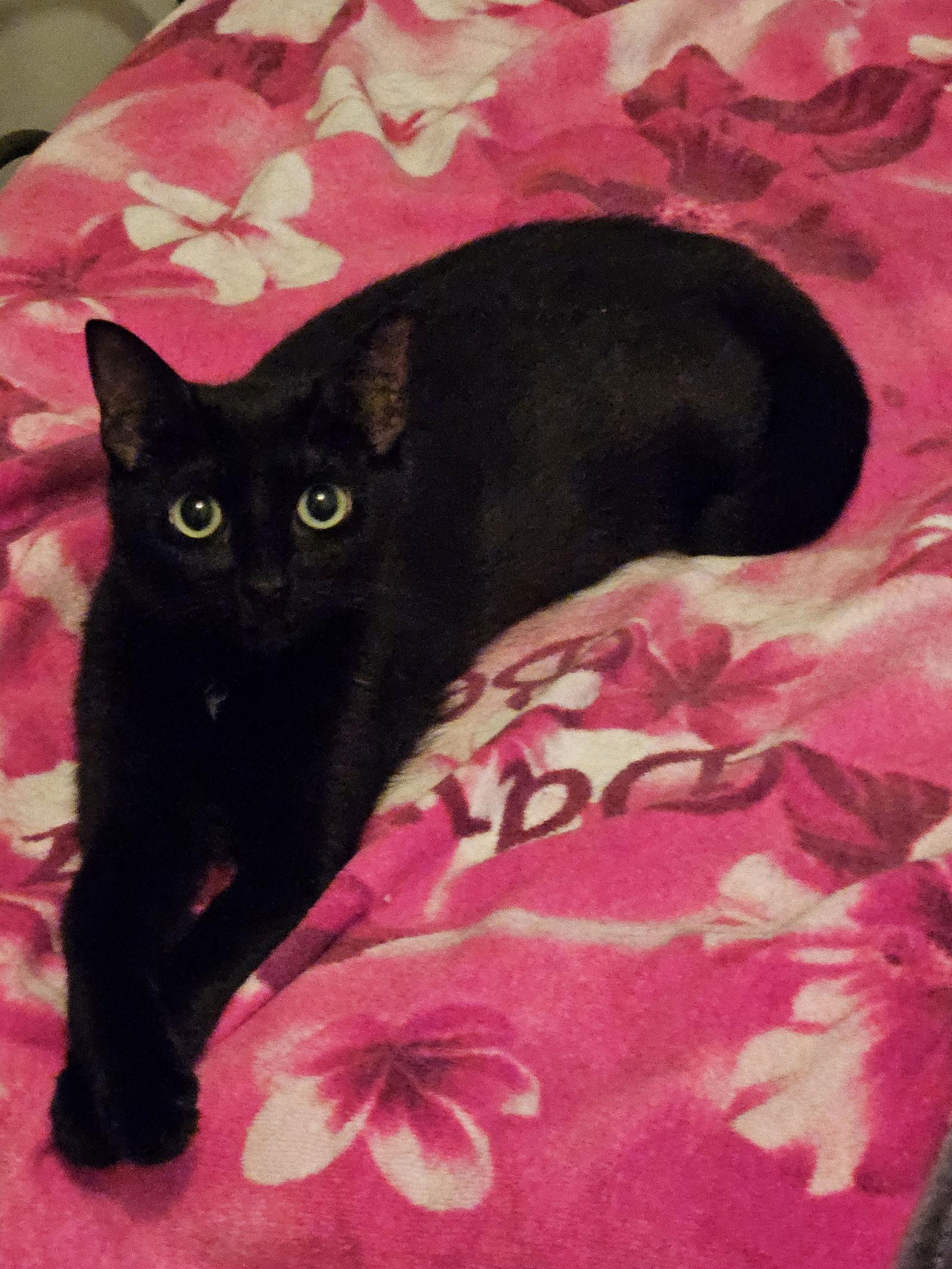 HONEY, Adoptable, Young Female Domestic Short Hair.