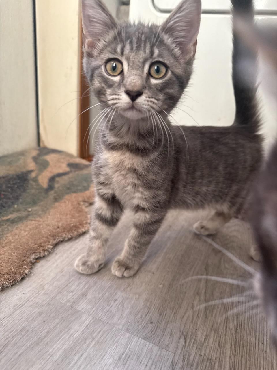 Smokey, ADOPTABLE, Kitten Male Domestic Short Hair.