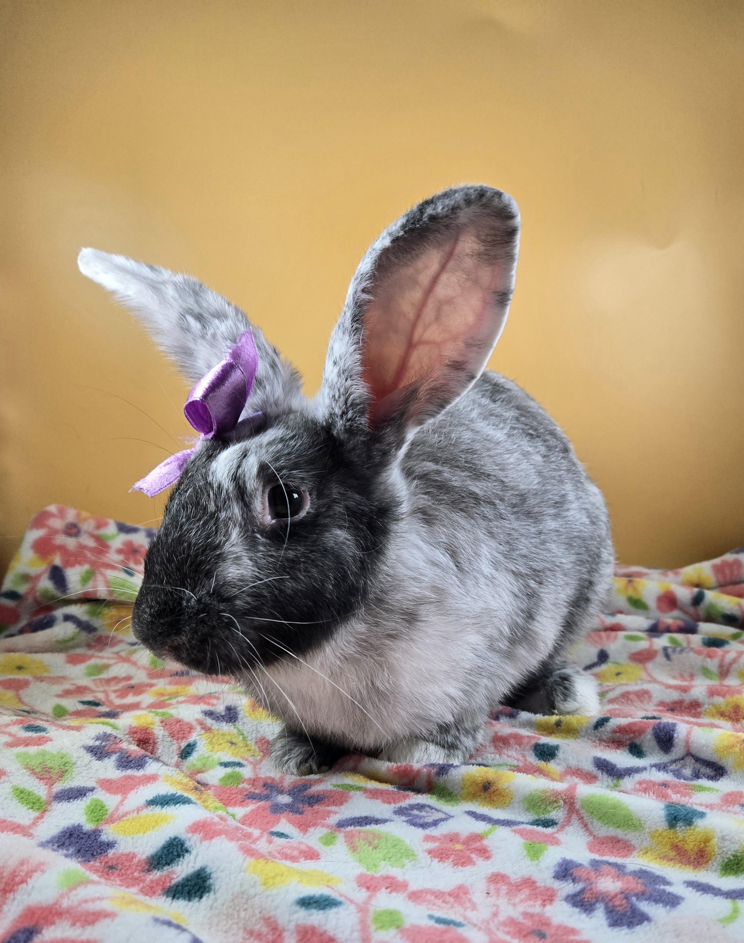Lavender, a Adopted Harlequin in San Antonio, TX image 1/4