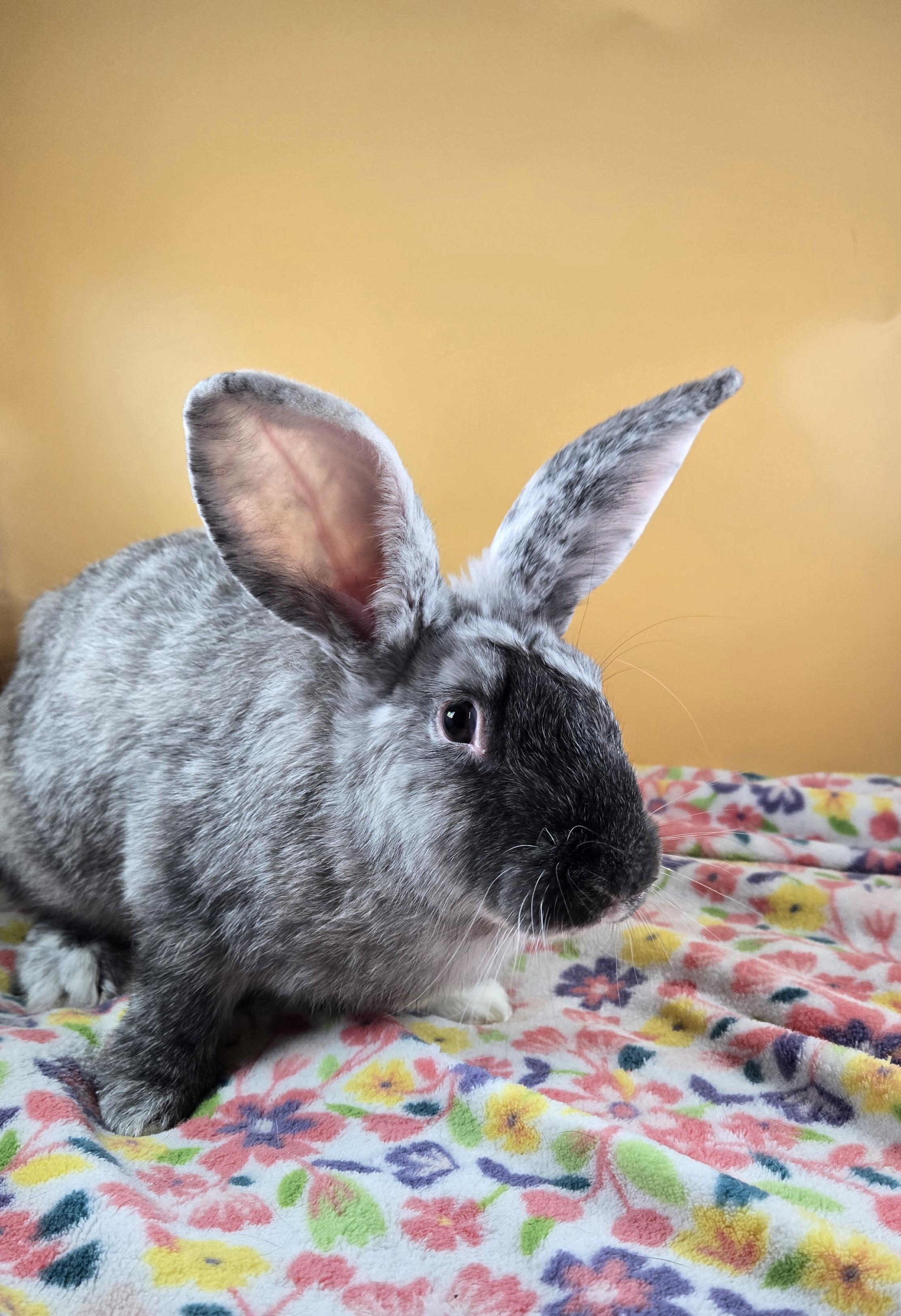 Lavender, a Adopted Harlequin in San Antonio, TX image 2/4