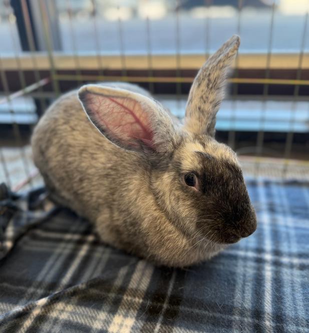 Lavender, a Adopted Harlequin in San Antonio, TX image 3/4