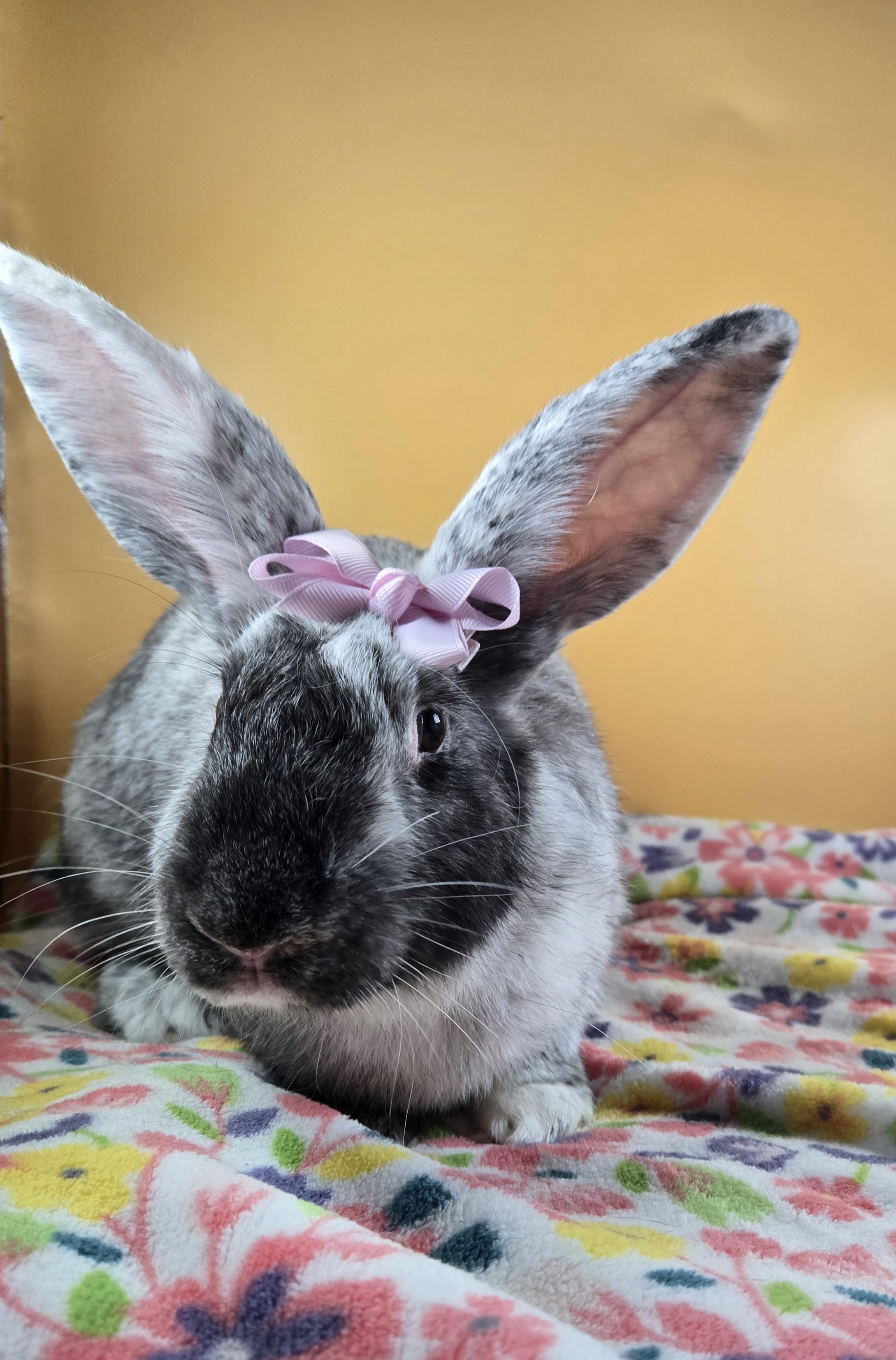 Lavender, a Adopted Harlequin in San Antonio, TX image 4/4