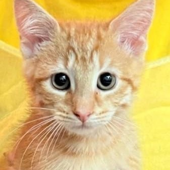 Enlarge Sherbert 8709, an adopted American Shorthair in Boca Raton, FL image 1/1