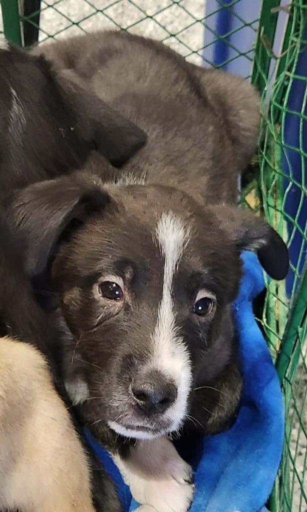 Enlarge Cliff, a Adoptable mixed breed in Republic, MO image 1/1