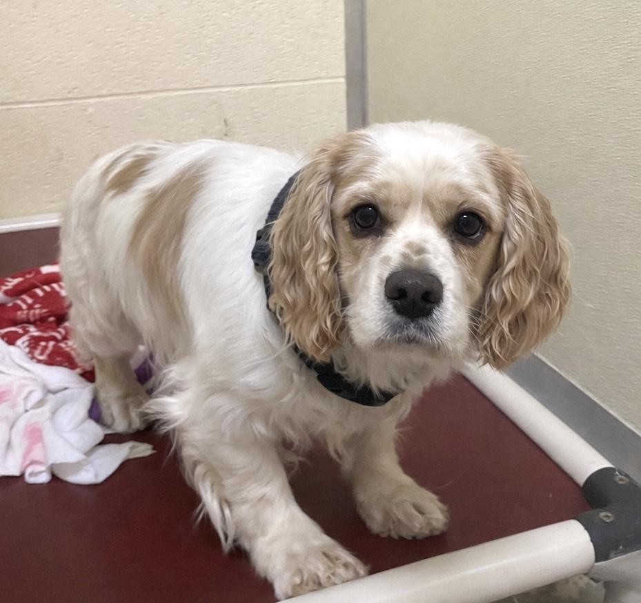 Rosie, adopted, Adult Female Cocker Spaniel.