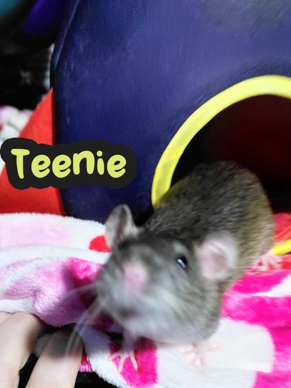 Enlarge Teenie, Weenie & Bitsy, a ADOPTABLE Rat in Brooklyn, NY image 3/6