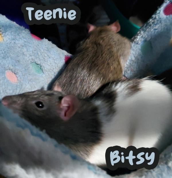 Enlarge Teenie, Weenie & Bitsy, a ADOPTABLE Rat in Brooklyn, NY image 2/6