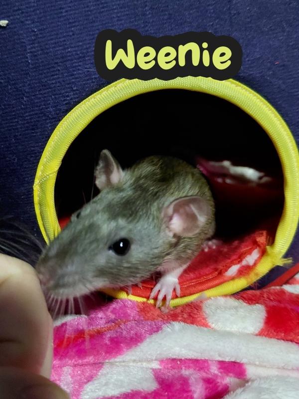 Enlarge Teenie, Weenie & Bitsy, a ADOPTABLE Rat in Brooklyn, NY image 4/6