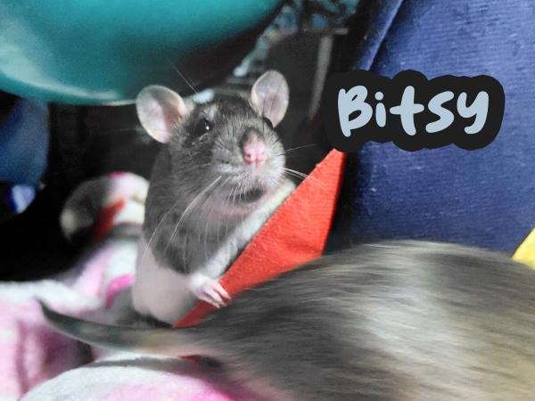 Enlarge Teenie, Weenie & Bitsy, a ADOPTABLE Rat in Brooklyn, NY image 6/6