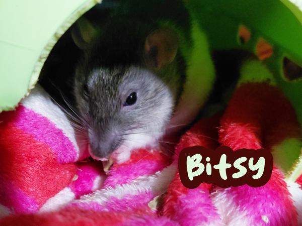 Enlarge Teenie, Weenie & Bitsy, a ADOPTABLE Rat in Brooklyn, NY image 5/6