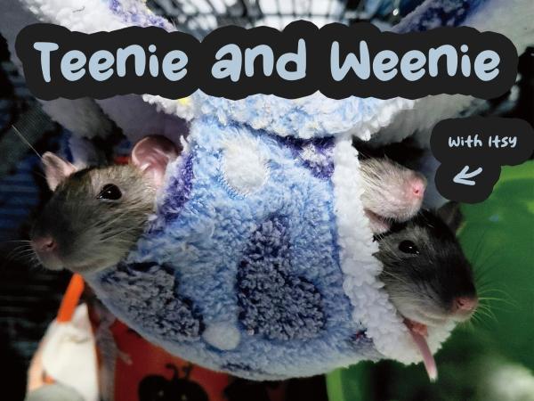 Teenie, Weenie & Bitsy, ADOPTABLE, Young Female Rat.
