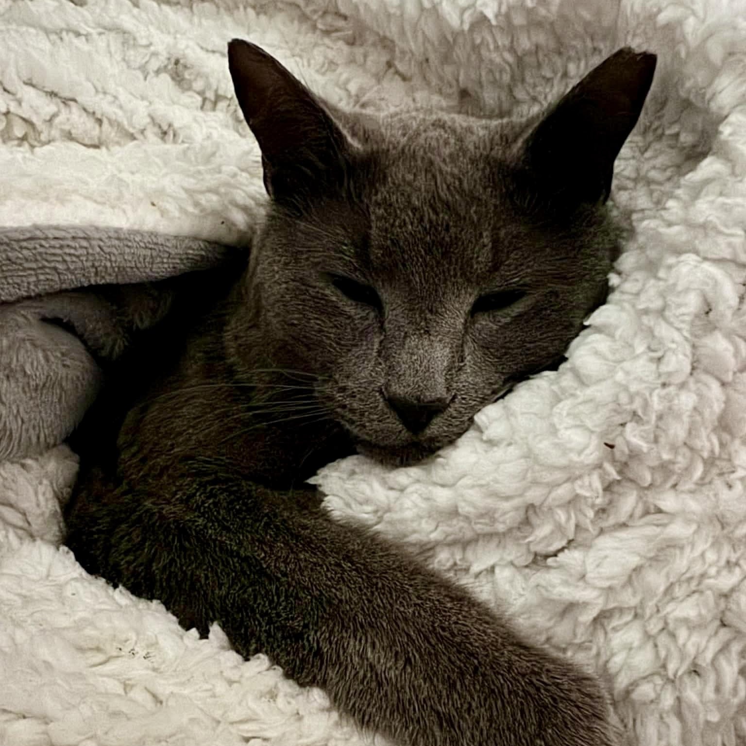 Enlarge Chunk, a ADOPTABLE Domestic Short Hair in Roanoke, VA image 1/3