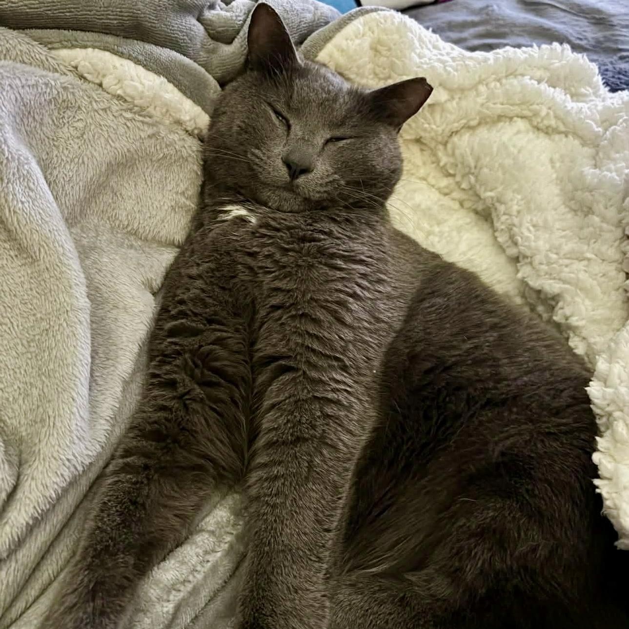 Enlarge Chunk, a ADOPTABLE Domestic Short Hair in Roanoke, VA image 2/3