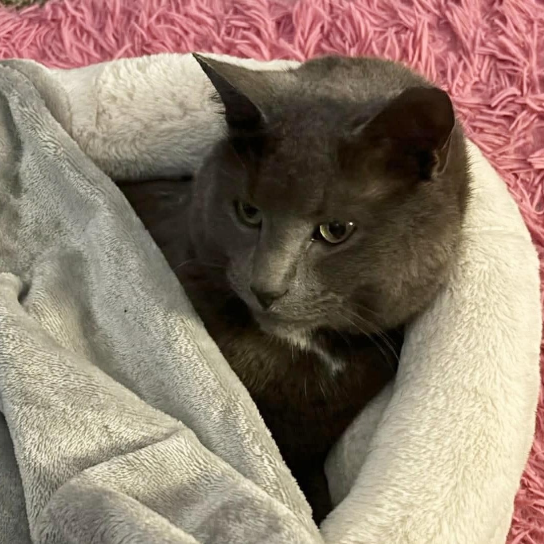 Enlarge Chunk, a ADOPTABLE Domestic Short Hair in Roanoke, VA image 3/3
