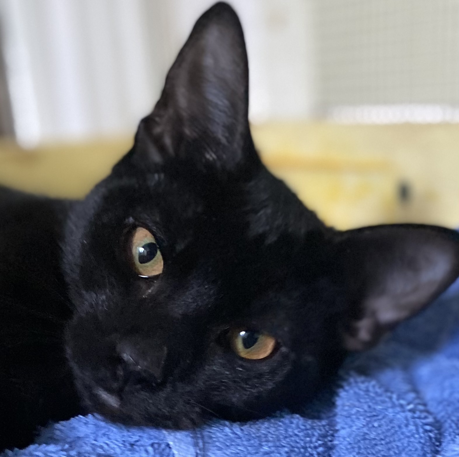 Enlarge Lucy, a Adopted Domestic Short Hair in Stevensville, MD image 1/2