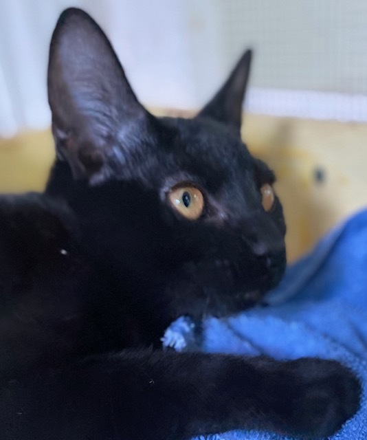 Enlarge Lucy, a Adopted Domestic Short Hair in Stevensville, MD image 2/2