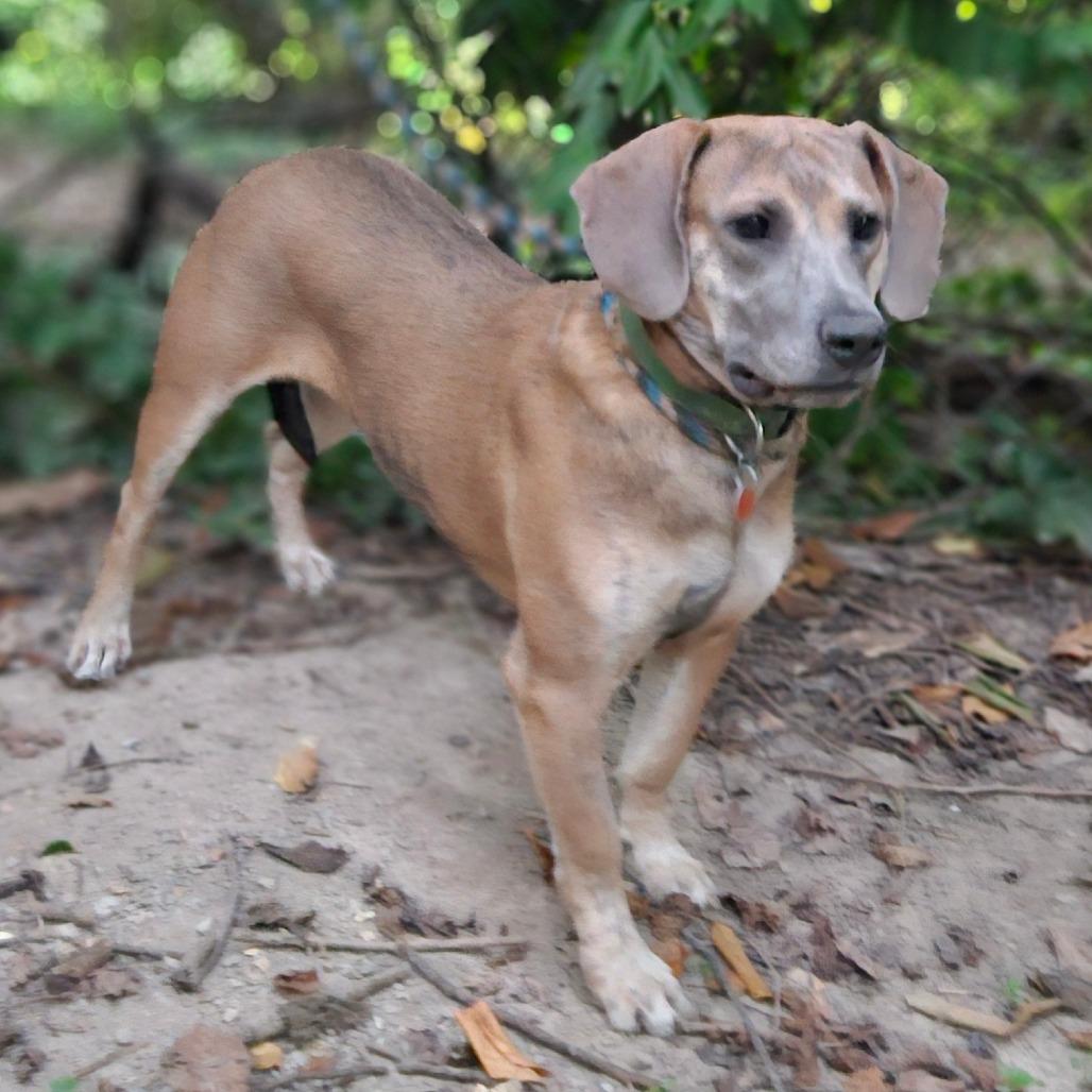 Enlarge Roxy, a Adoptable mixed breed in Springfield, MO image 1/6