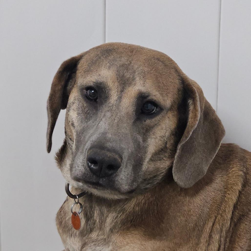Enlarge Roxy, a Adoptable mixed breed in Springfield, MO image 2/6