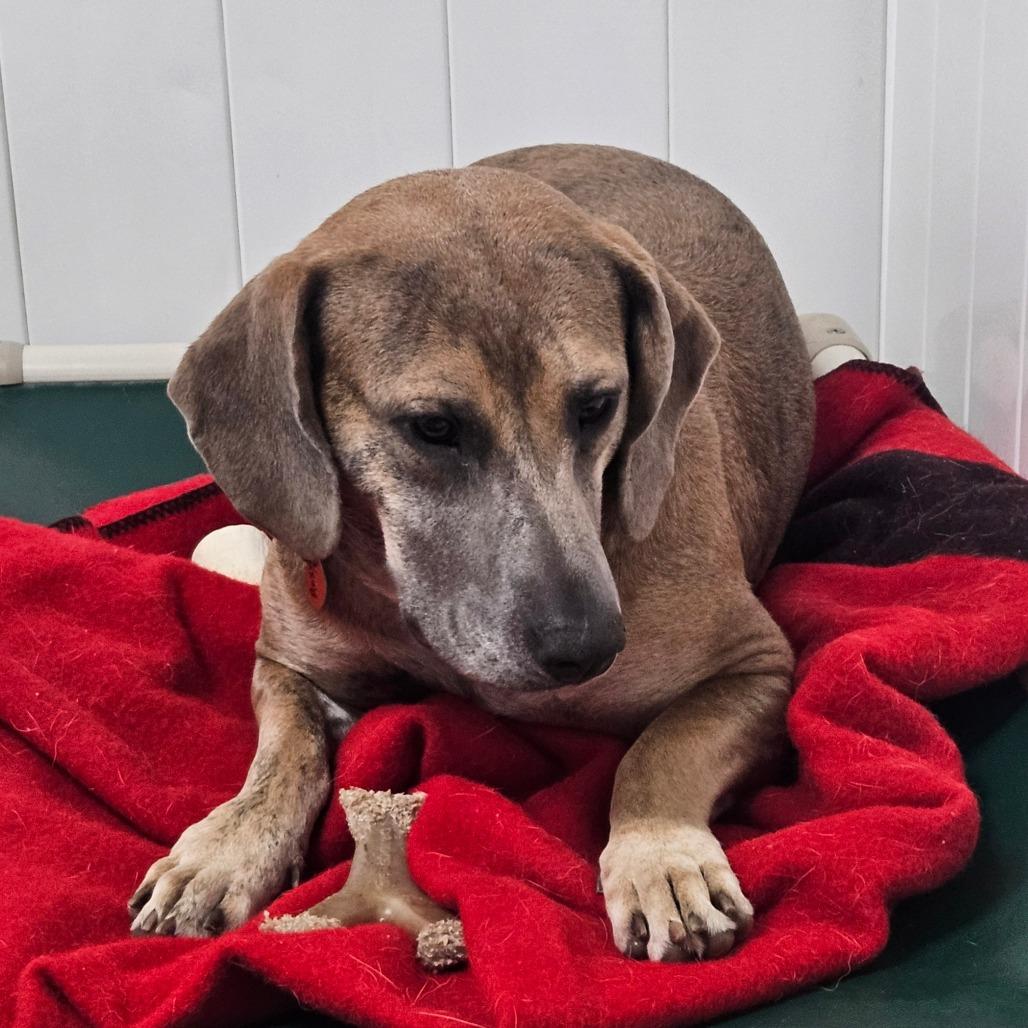 Enlarge Roxy, a Adoptable mixed breed in Springfield, MO image 3/6