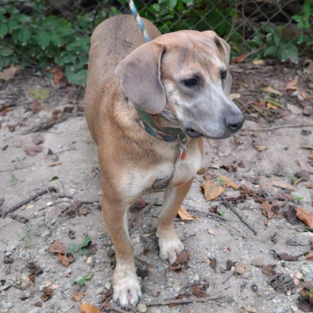 Enlarge Roxy, a Adoptable mixed breed in Springfield, MO image 4/6