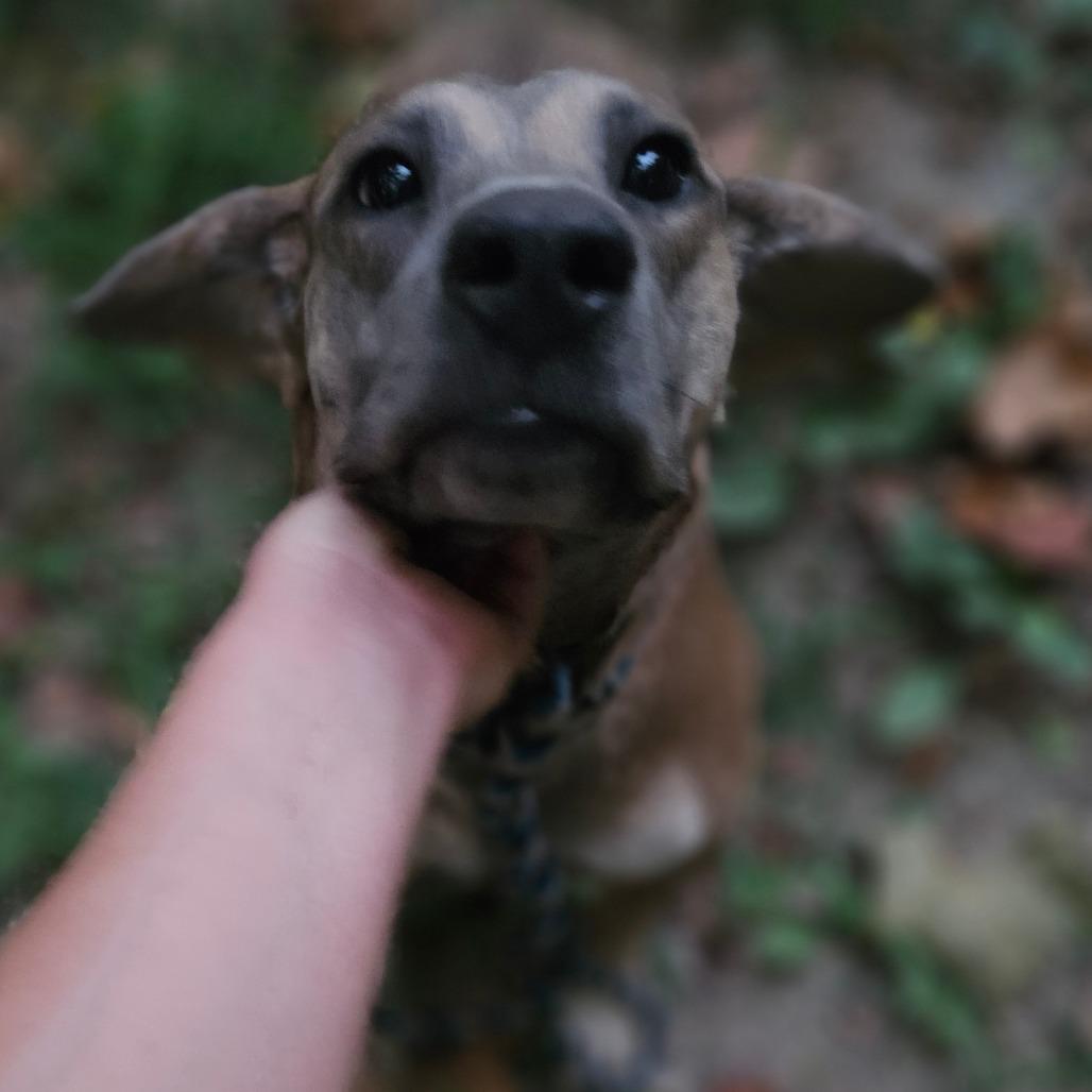 Enlarge Roxy, a Adoptable mixed breed in Springfield, MO image 5/6
