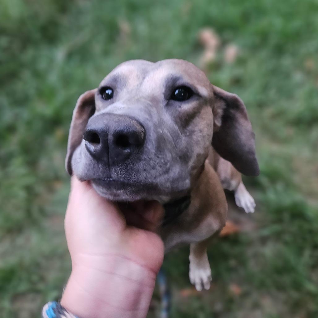 Enlarge Roxy, a Adoptable mixed breed in Springfield, MO image 6/6