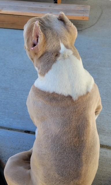 Enlarge Nala, a Adoptable American Bully in Pasco, WA image 4/6