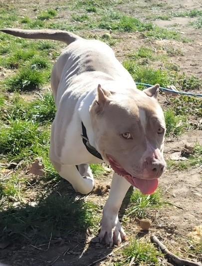 Enlarge Nala, a Adoptable American Bully in Pasco, WA image 3/6