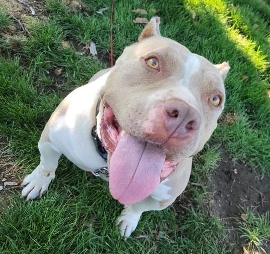 Enlarge Nala, a Adoptable American Bully in Pasco, WA image 2/6