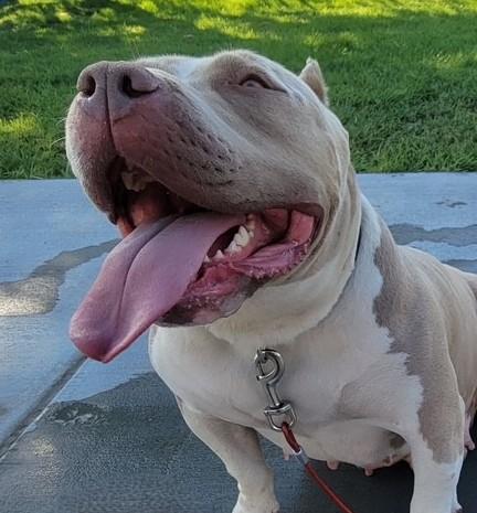 Enlarge Nala, a Adoptable American Bully in Pasco, WA image 1/6
