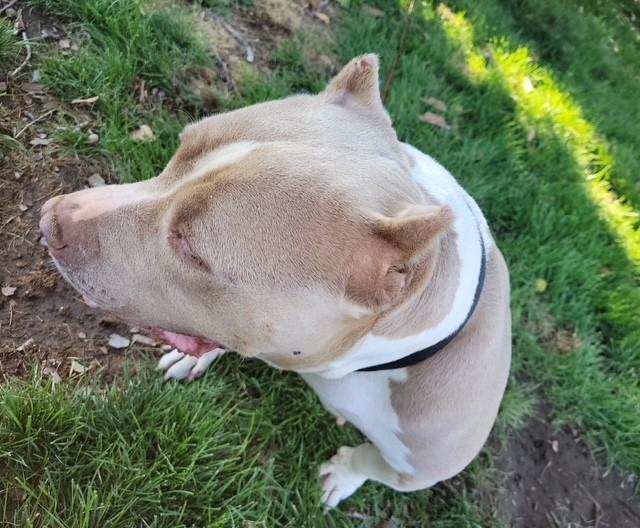 Enlarge Nala, a Adoptable American Bully in Pasco, WA image 5/6