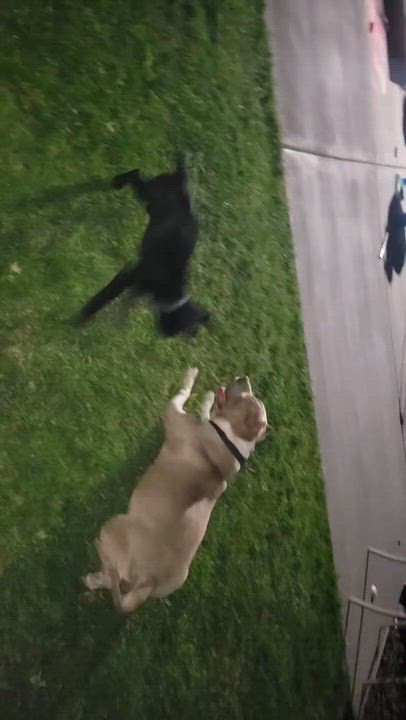 Enlarge Nala, a Adoptable American Bully in Pasco, WA video 6/6