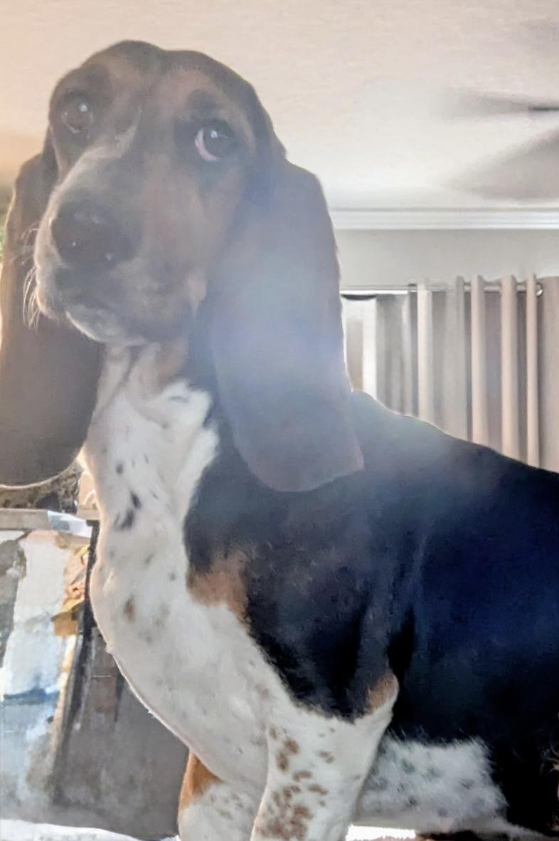 Enlarge Lucy, a Adoptable Basset Hound in Auburndale, FL image 3/4