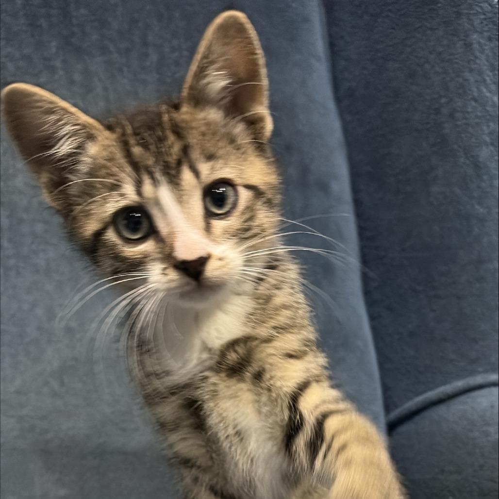Dumplin, a Adoptable Domestic Short Hair in Calgary, AB image 1/3