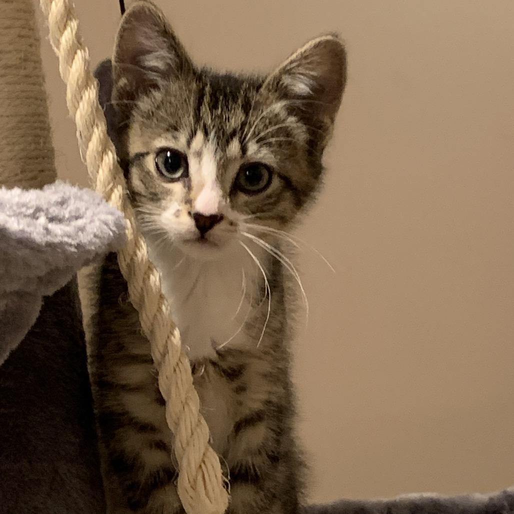 Dumplin, a Adoptable Domestic Short Hair in Calgary, AB image 2/3