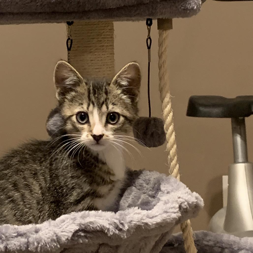 Dumplin, a Adoptable Domestic Short Hair in Calgary, AB image 3/3