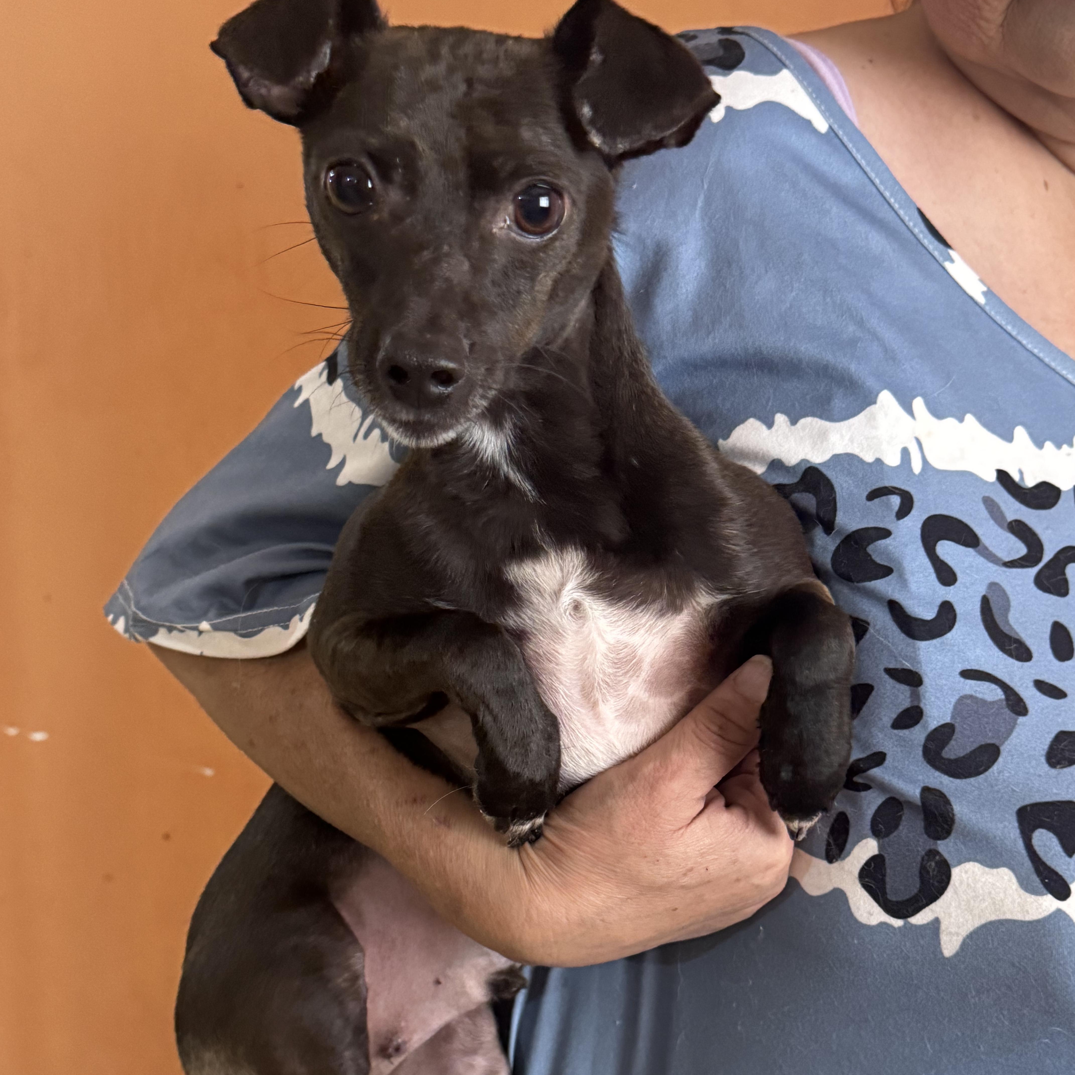 Blacky — thumbnail 2