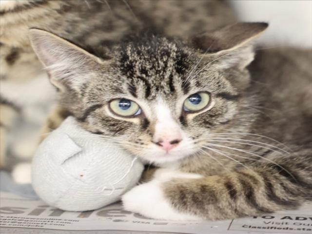 Enlarge A512943, a Adoptable Domestic Short Hair in Wilmington, NC image 1/1