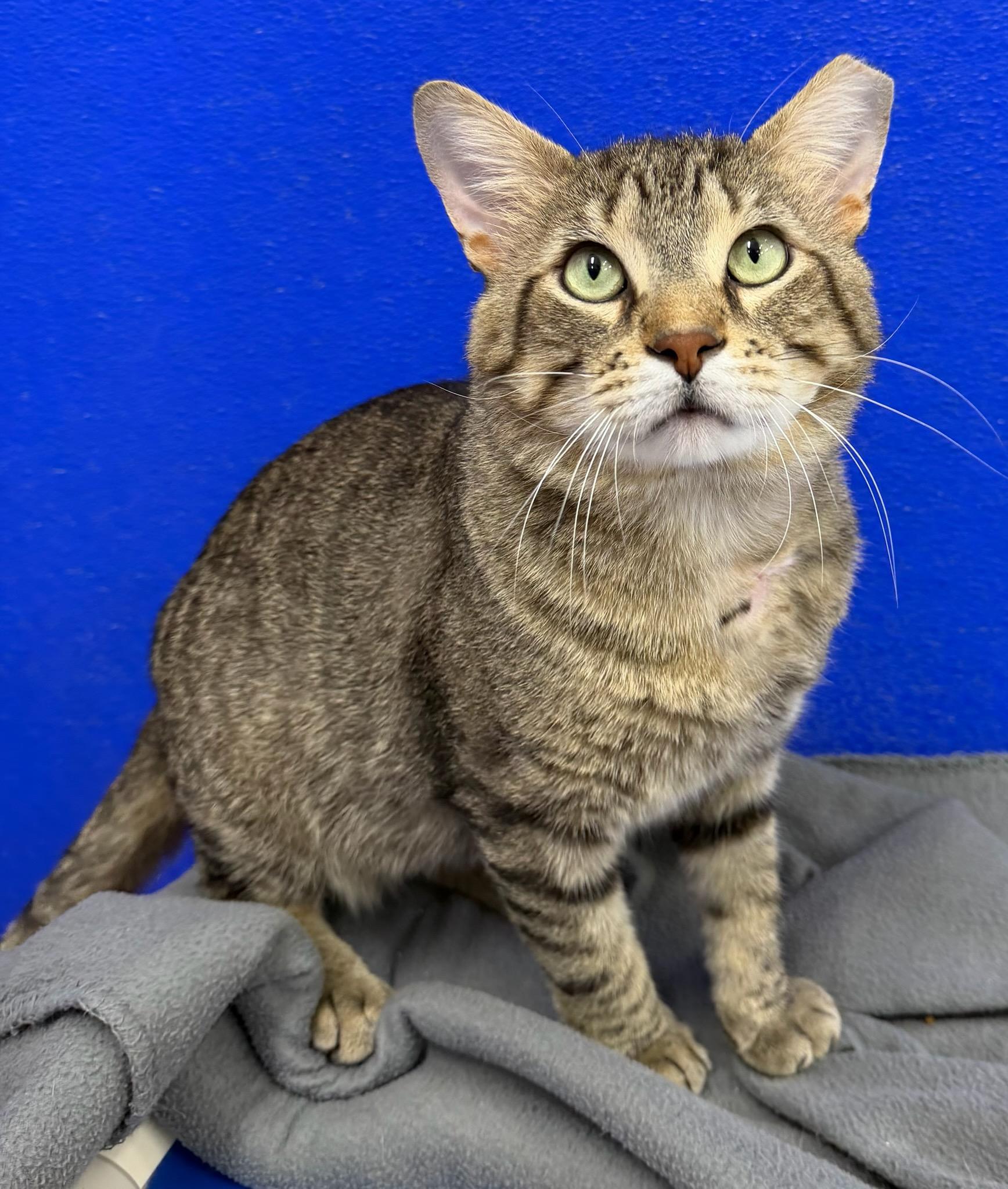 Enlarge Mac, a ADOPTABLE mixed breed in Dunkirk, NY image 2/5