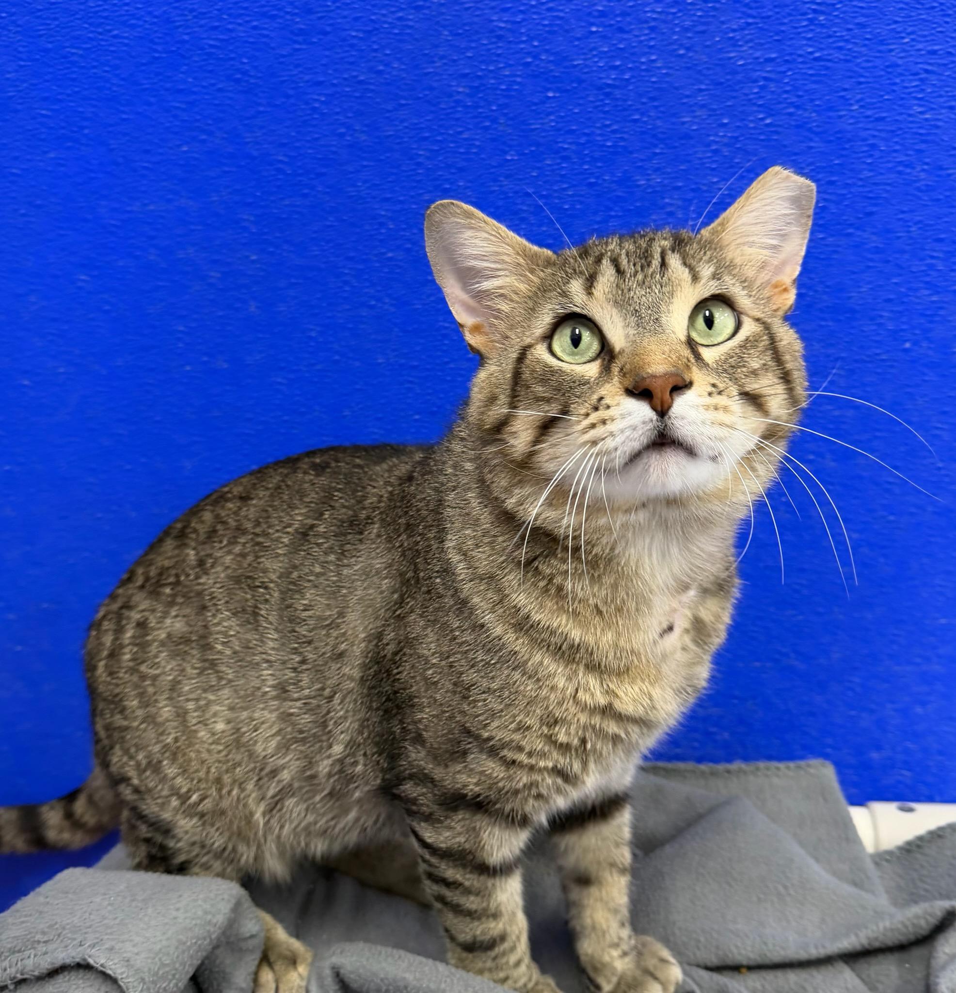 Enlarge Mac, a ADOPTABLE mixed breed in Dunkirk, NY image 5/5