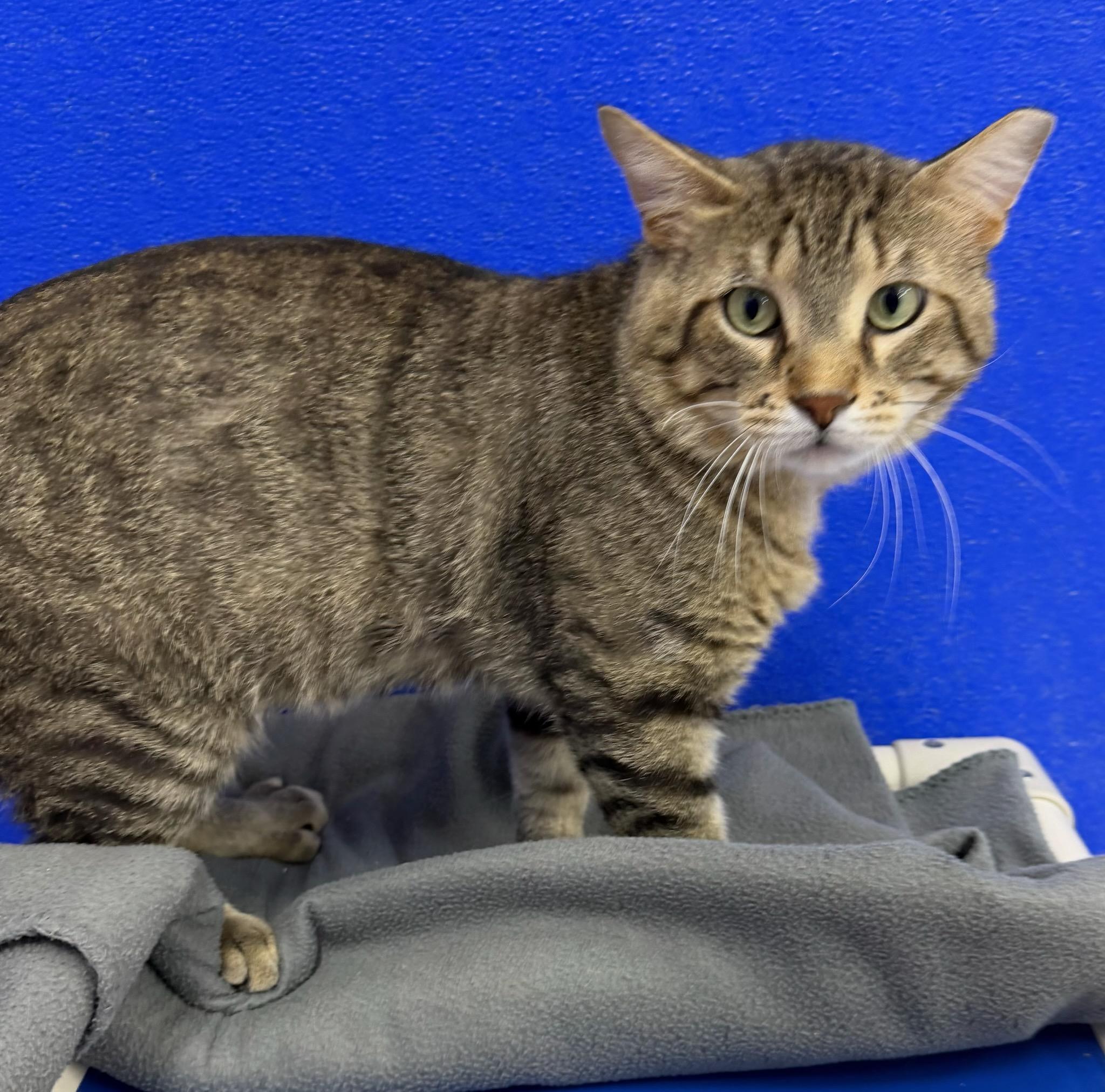 Enlarge Mac, a ADOPTABLE mixed breed in Dunkirk, NY image 4/5