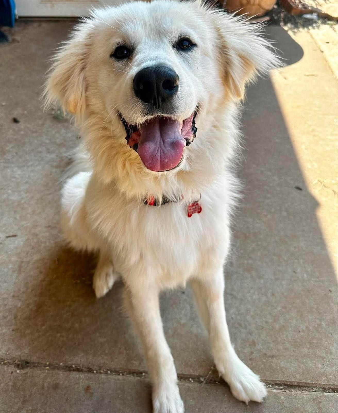 Behrett, an adopted Great Pyrenees in Kiowa, OK image 4/6