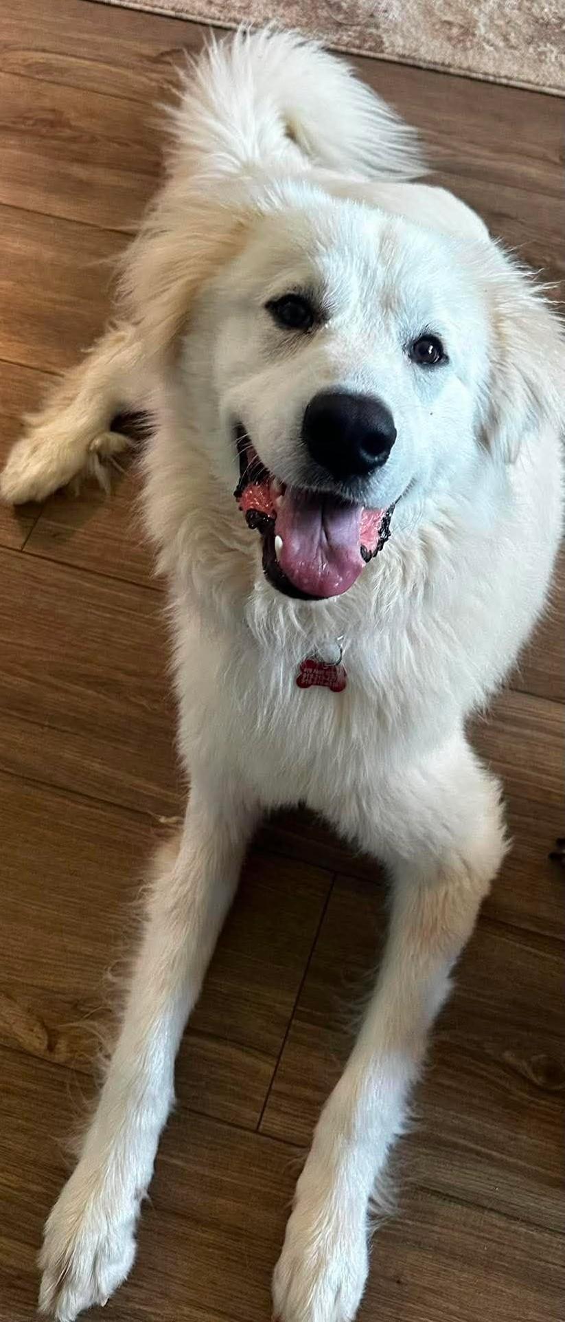 Behrett, an adopted Great Pyrenees in Kiowa, OK image 5/6