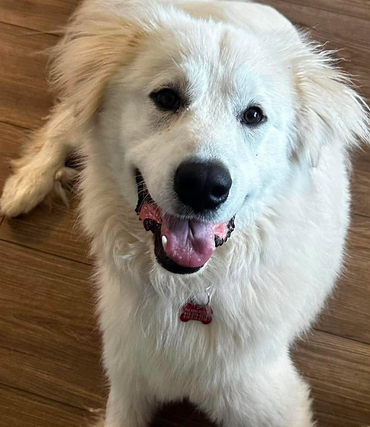 Behrett, adopted, Young Male Great Pyrenees.