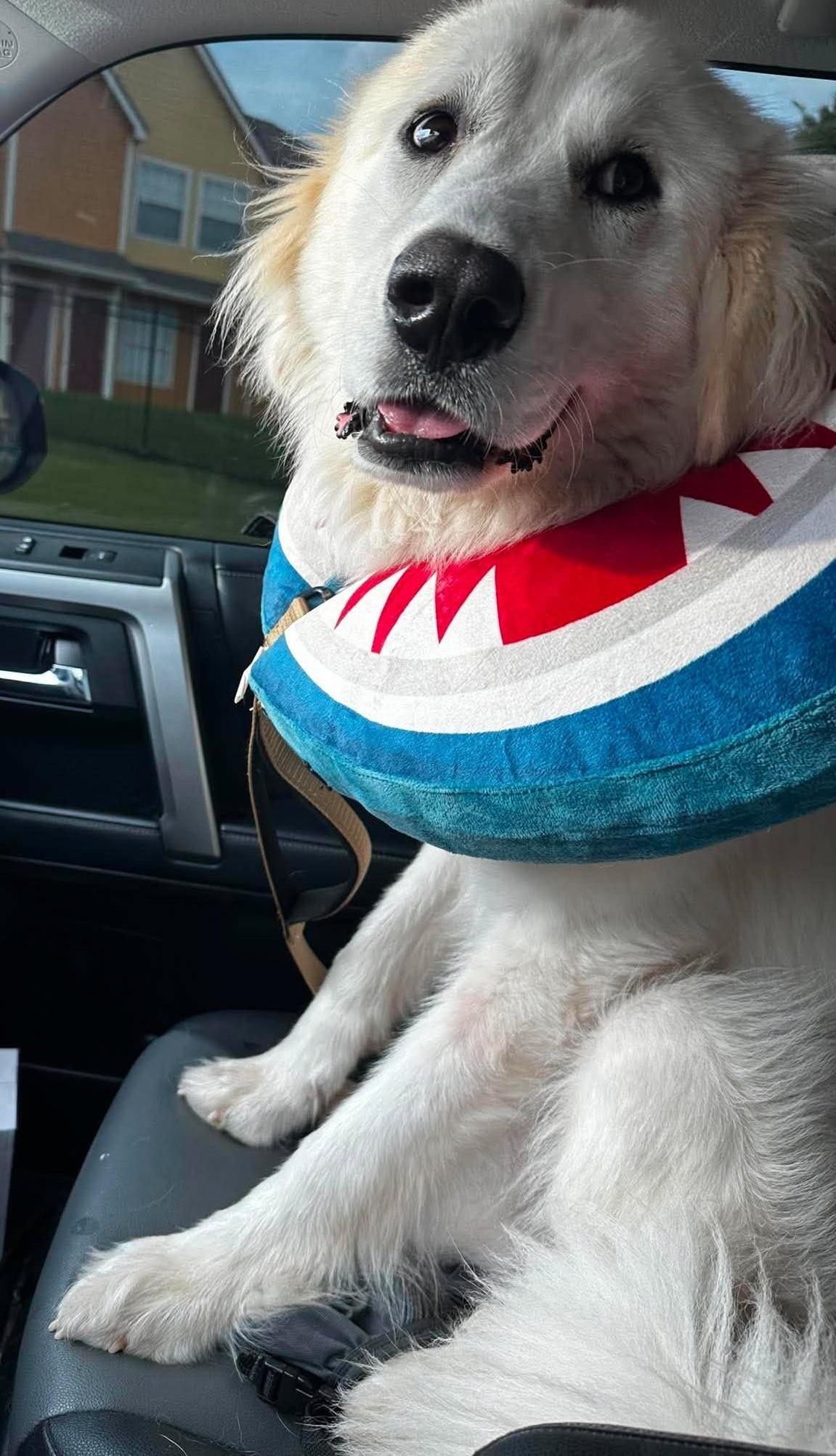 Behrett, an adopted Great Pyrenees in Kiowa, OK image 3/6